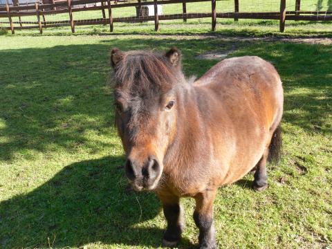 ‘Paddy’ – Shetland Pony
