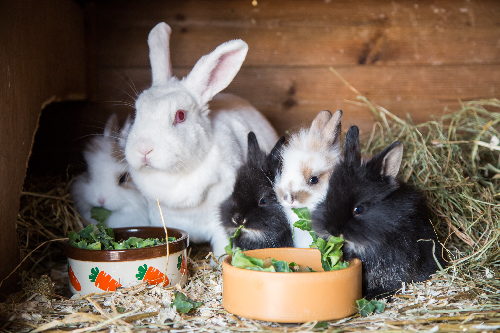 Bunnies Galore!