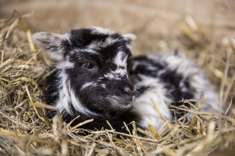 New Lambs